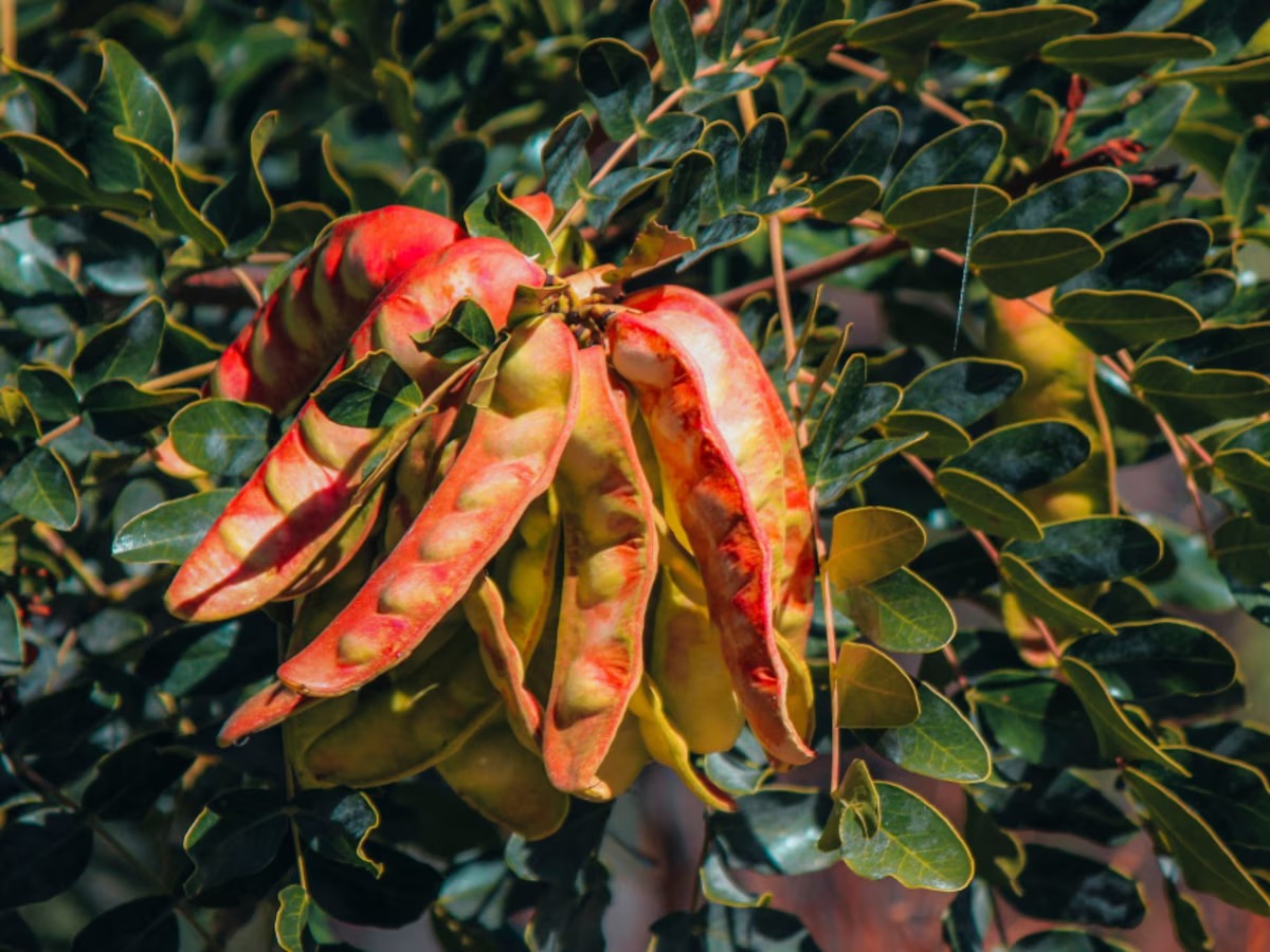 El XIV Foro Nacional de la Tara reunirá a productores, investigadores y autoridades regionales, con participación destacada del Consejo Regional de la Tara de Ayacucho.